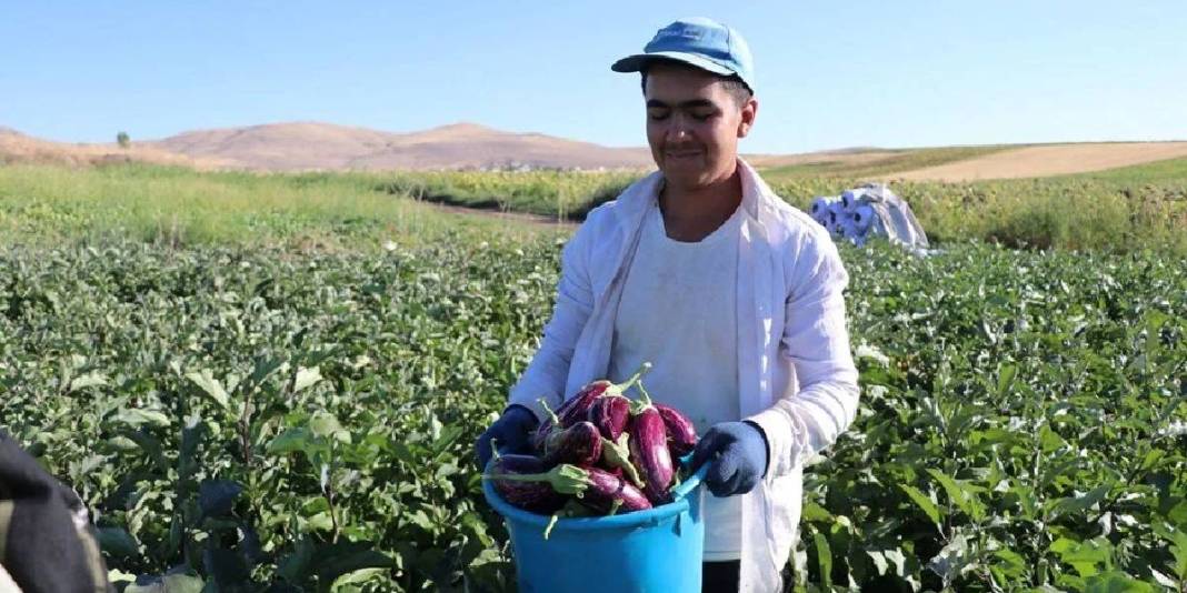 Mor-beyaz çizgisi, çekirdeksiz yapısı, coğrafi işareti… Bu tür diğerlerinden çok farklı: Oradaki herkesin geçim kaynağı 3